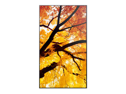 Sharp MultiSync PN-M752 4K UHD IPS Monitor